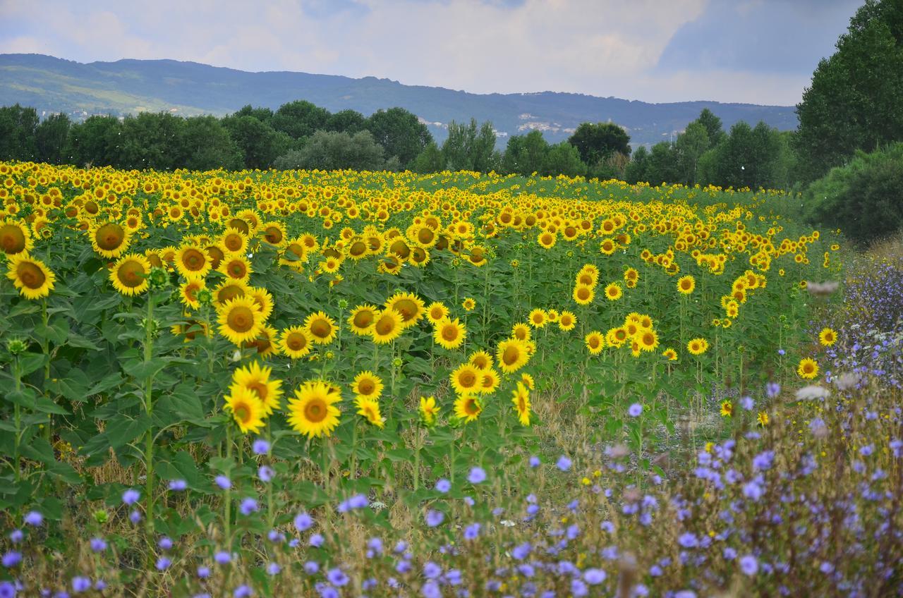 Agriturismo L'Impero Санта Луче Екстериор снимка